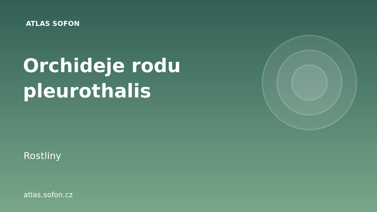 Orchideje rodu pleurothalis