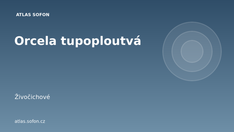 Orcela tupoploutvá