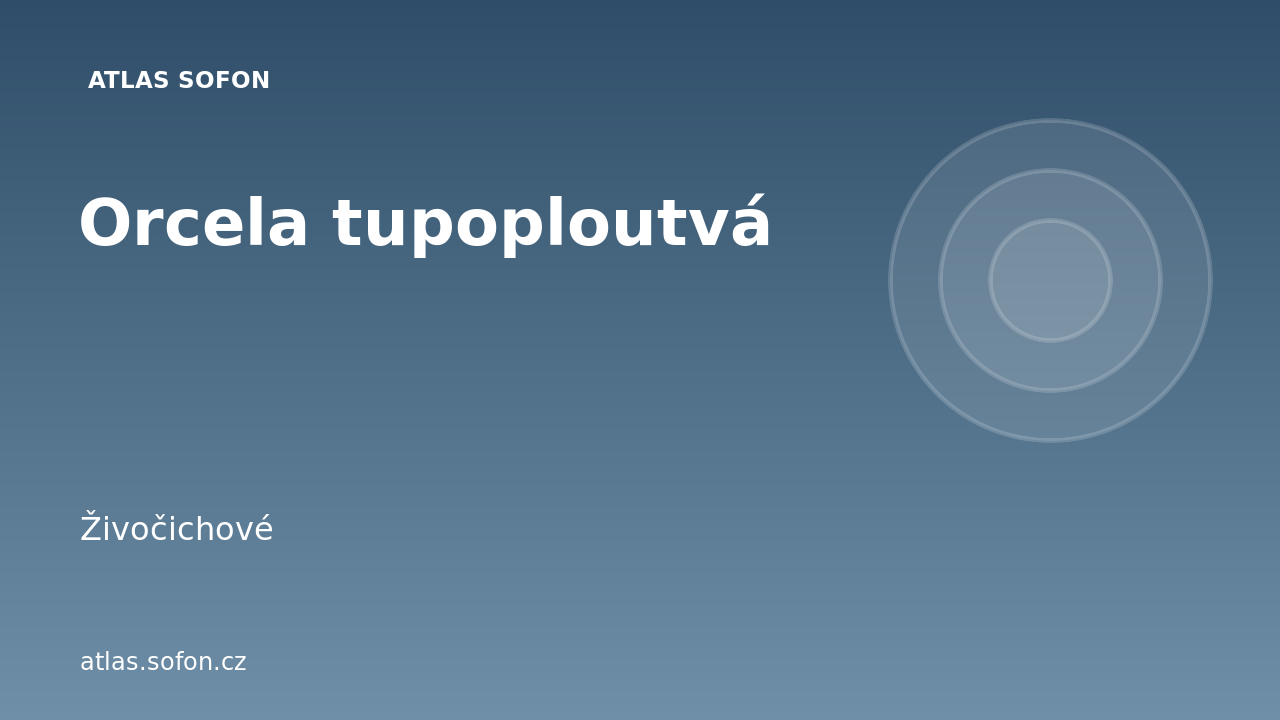 Orcela tupoploutvá