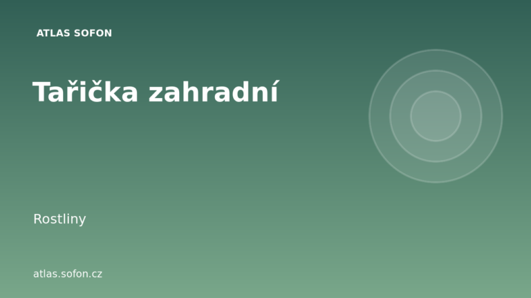 Tařička zahradní