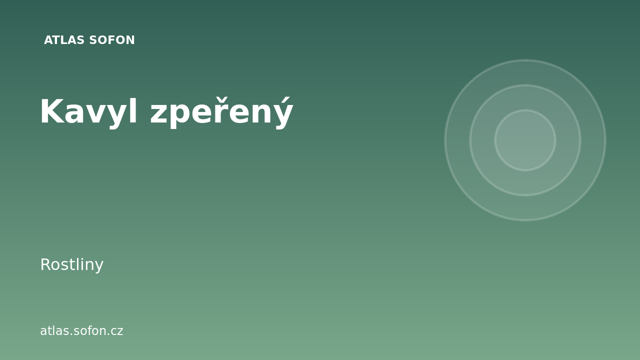 Kavyl zpeřený