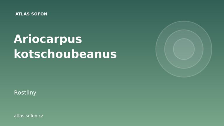Ariocarpus kotschoubeanus