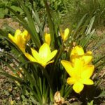 sternbergiaherb3