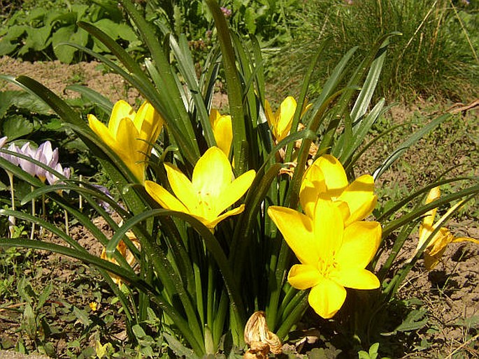 Lužanka žlutá