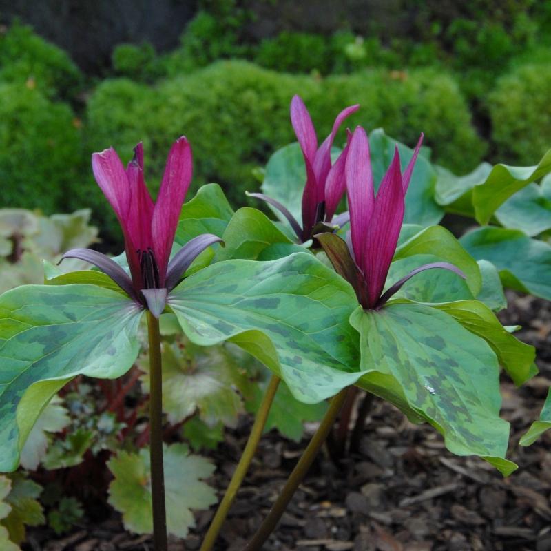 Trillium sessile