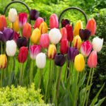 tulipan-poj-mixed2