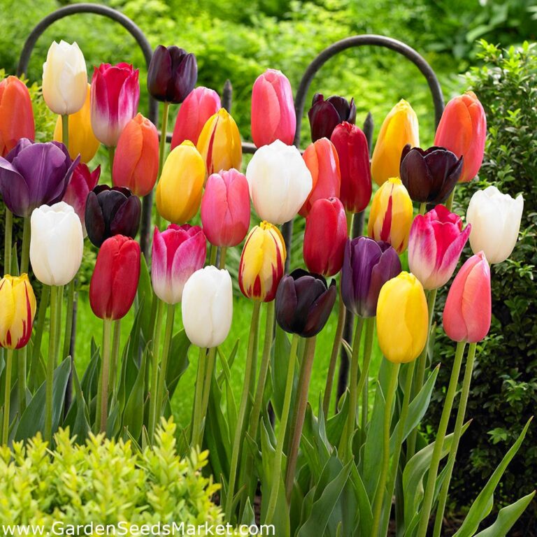 tulipan-poj-mixed2