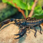 Live,Black,Scorpion,(emperor,Scorpion)
