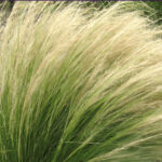 _vyr_50_stipa-pony-tails