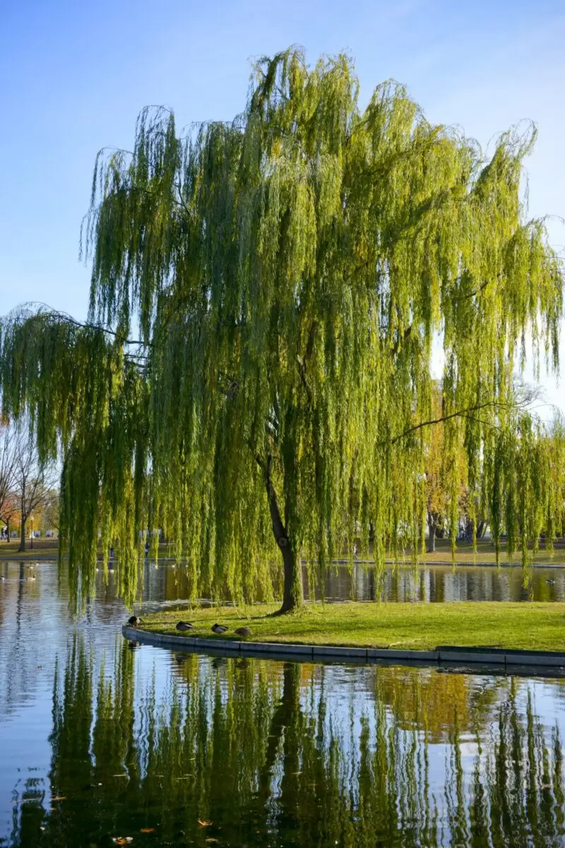 Vrba