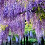 wisteria-sinensis-wisteria-sinensis-set-of-6-blue