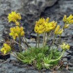 Chudina vždyzelená yellow-whitlowgrass-draba-aizoides-in-flower-bob-gibbonsscience-photo-library