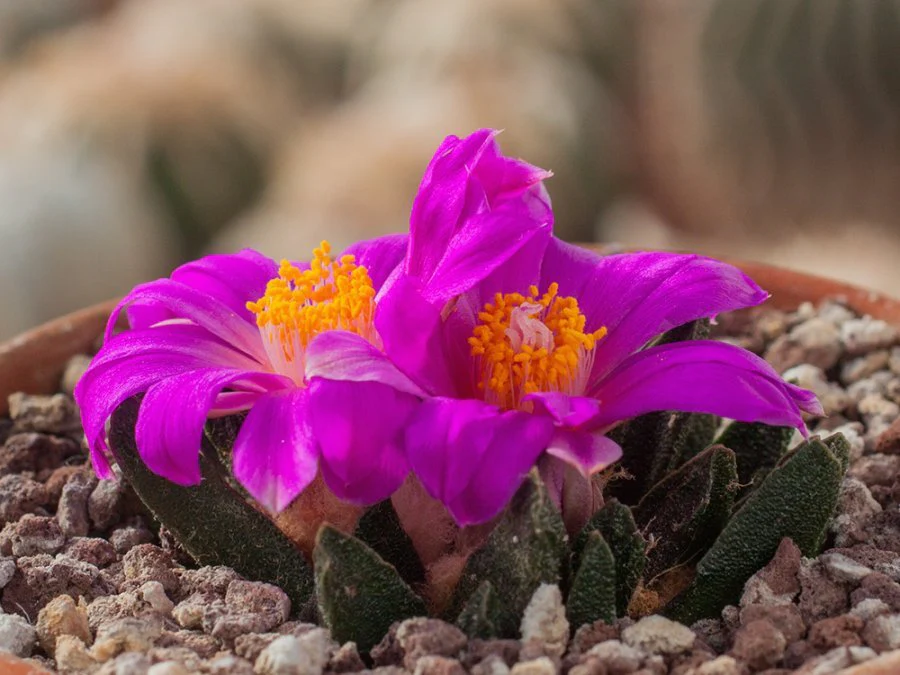Ariocarpus scapharostrus
