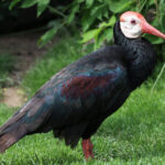 zvire_Ibis_jihoafricky_01