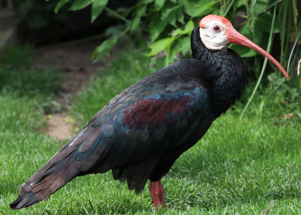 Ibis jihoafrický