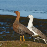 Pair,Of,Upland,Geese,(chloephaga,Picta,Leucoptera),On,A,Cliff