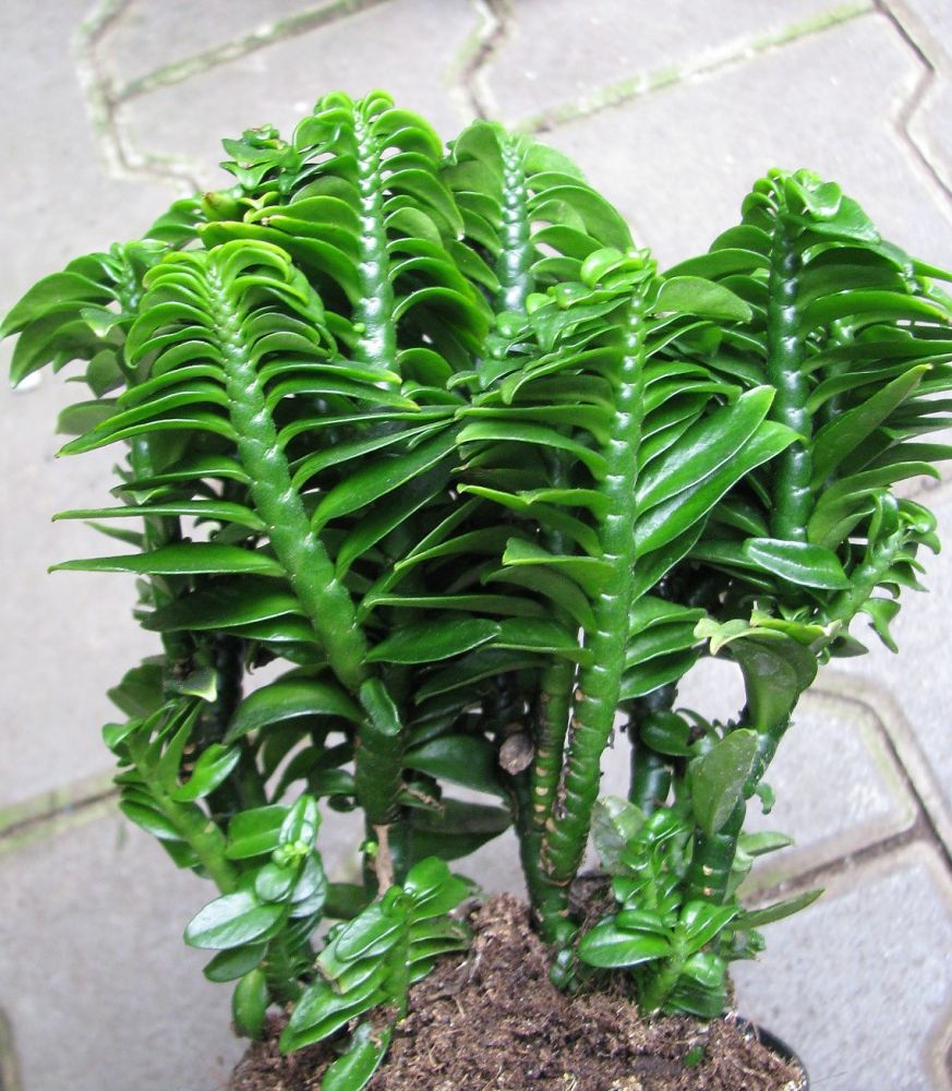 Pedilanthus
