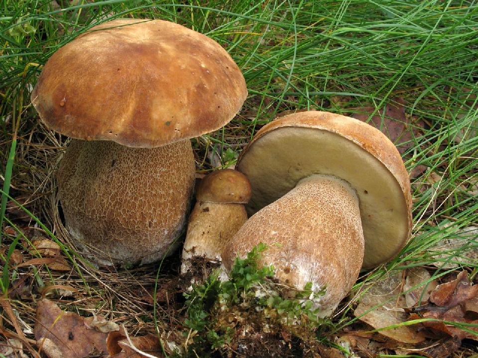 Hřib dubový