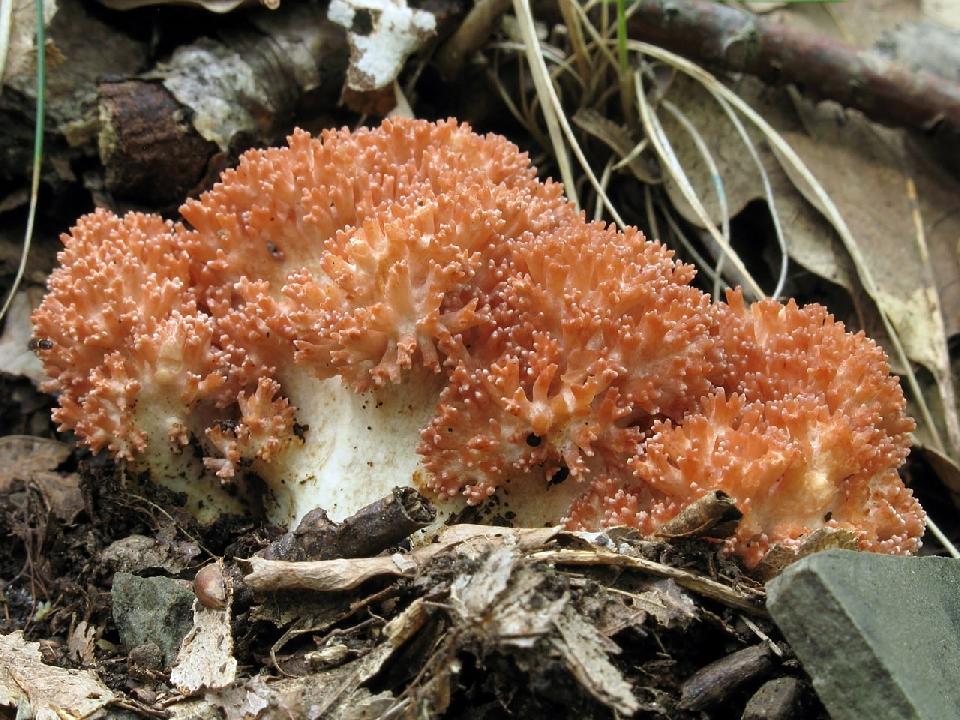 Kuřátka květáková