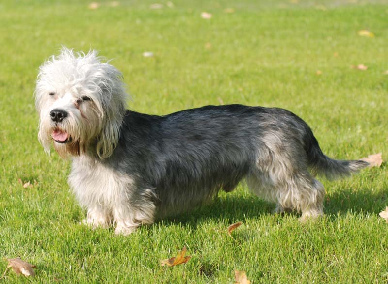 Dandie dinmont teriér