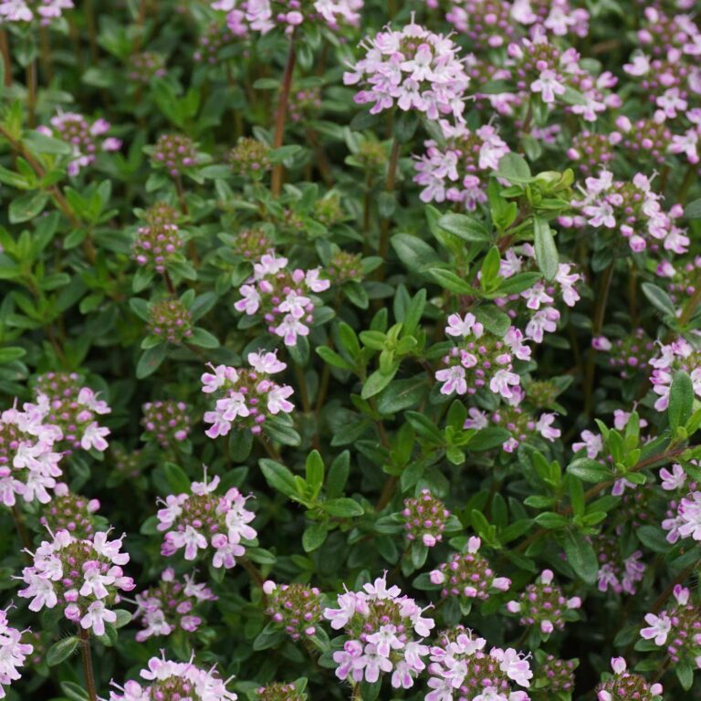 Mikromerie mateřídouškolistá 00Micromeriathymifolia