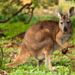 WALLAROO