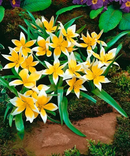 Tulipán pozdní