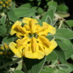 0_Phlomis_fruticosa_-_Samoëns_(2)