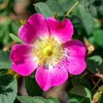 1-Rosa-rubiginosa.jpg