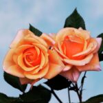 1-rose-rosa-apricot-silk-brian-gadsbyscience-photo-library
