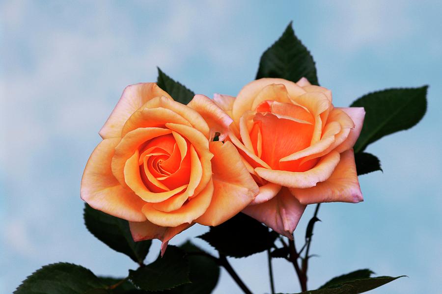 Růže čajová kultivar ´apricot silk´