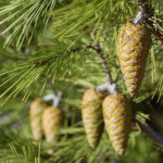 1.Pinus_halepensis_cones