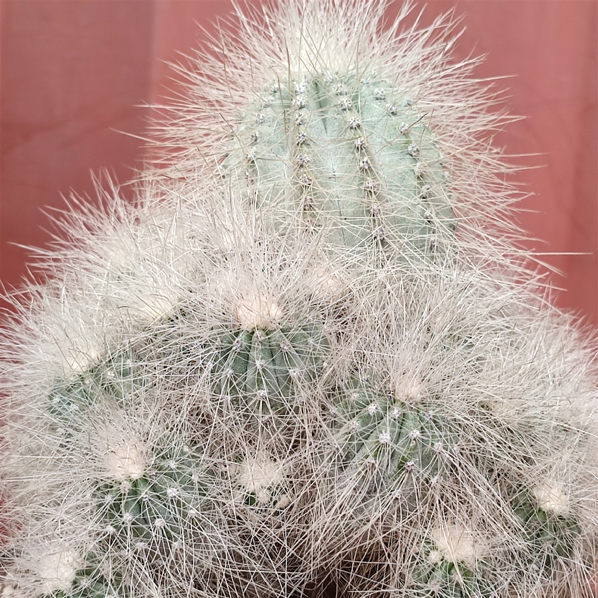 Copiapoa krainziana
