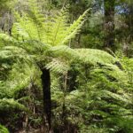 102b-1-cyathea-australis-hab-syr