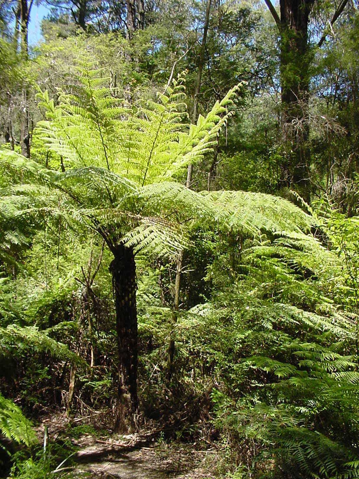 Cyatea australská