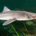 1042-Squalus-acanthias