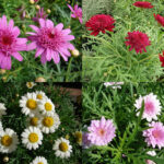 11088-argyranthemum-frutescens-kopretinovec-1