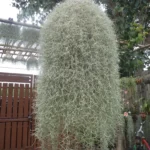 12–Inch-Air-Plant—Tillandsia-usneoides—Spanish-Moss-The-Succulent-Isle-1683391644_1588x.jpg