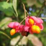 1200px-2006-10-09-Euonymus_europaeusSamen02