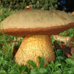 1200px-2010-09-13_Boletus_luridus_Schaeff_104527_crop