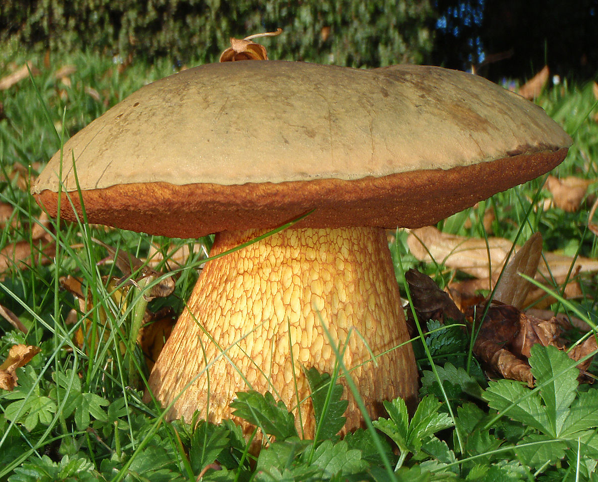 Hřib koloděj