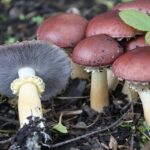 1200px-2011-05-19_Stropharia_rugosoannulata_Farl._ex_Murrill_183478