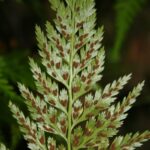 1200px-Asplenium_onopteris_2