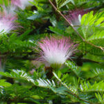 1200px-Calliandra_surinamensis_(8)