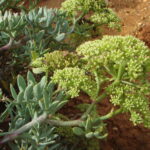 1200px-Crithmum_maritimum_c
