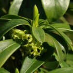 Lýkovec vavřínový 1200px-Daphne_laureola_8703