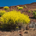 1200px-Descurainia_bourgaeana_LC0218