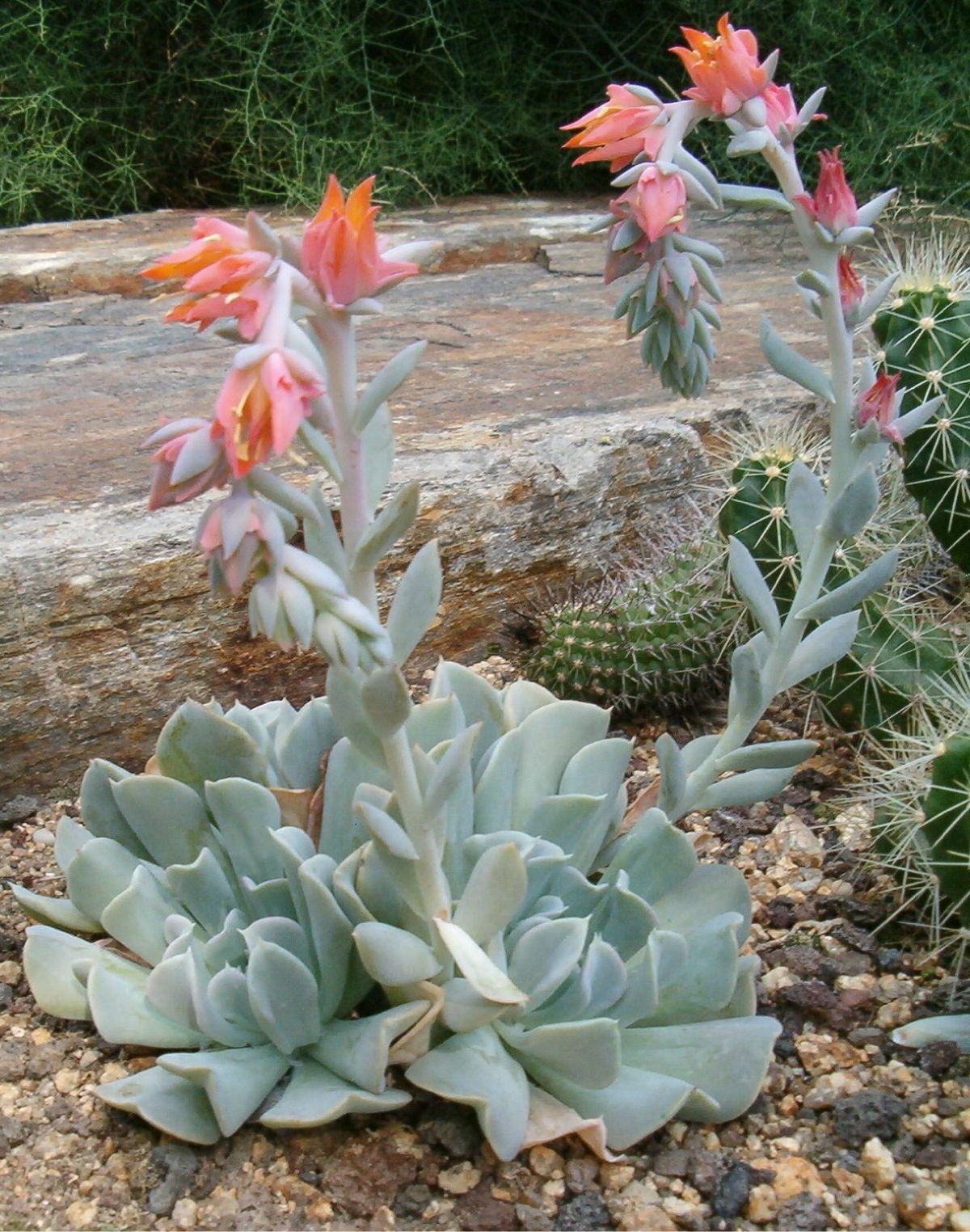 Echeveria