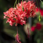 1200px-Fleurs_d’_Hibiscus_schizopetalus