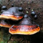 1200px-Fomitopsis_pinicola_1